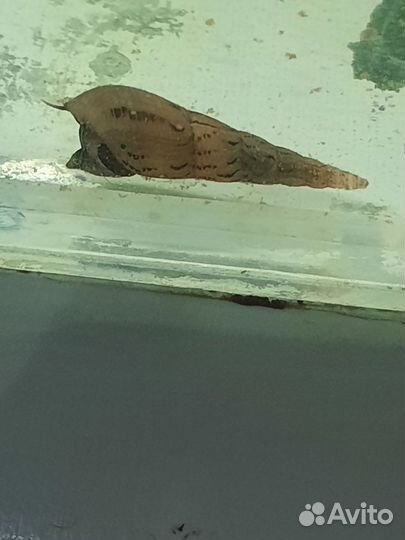 Улитки мелании