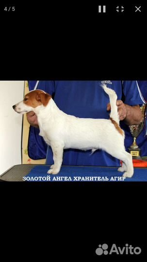 Вязка джек Рассел терьер