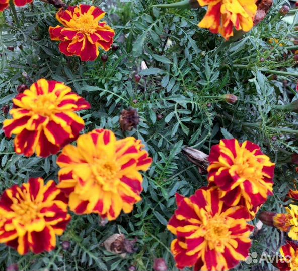 Бархатцы семена, цинии, мальва, гиацинтовые бобы