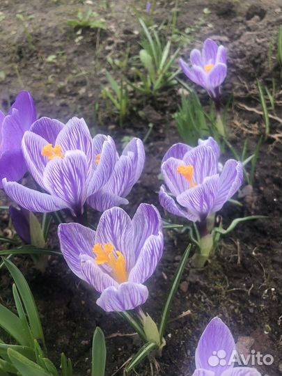 Цветы садовые многолетники