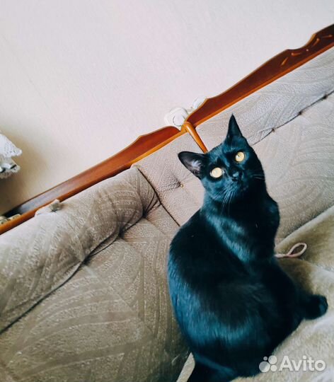 Кошка стерилизованные