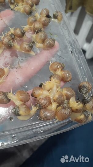 Улитята Ахатина