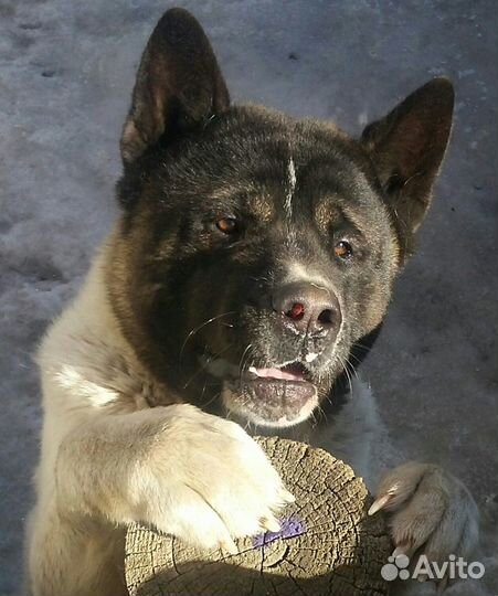 Акита
