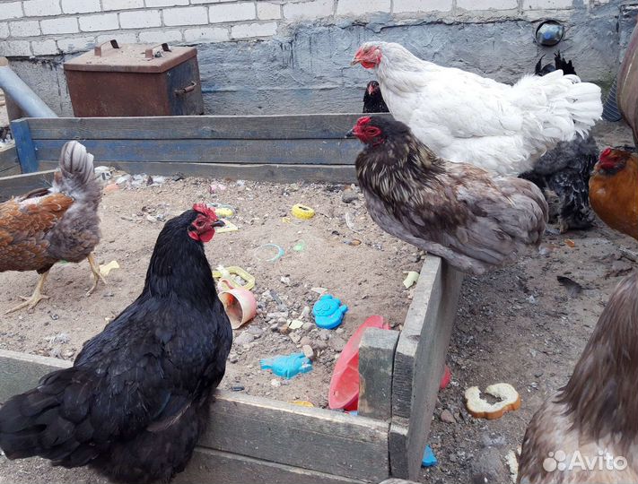Куры несушки, породистые куры, петухи, гуси
