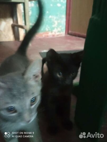 Милые котят ищут дом