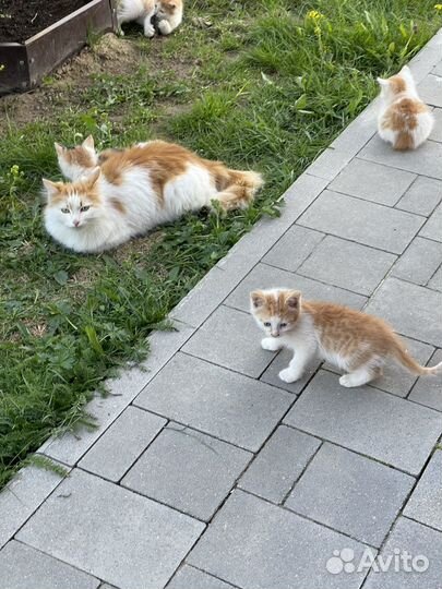 Котята