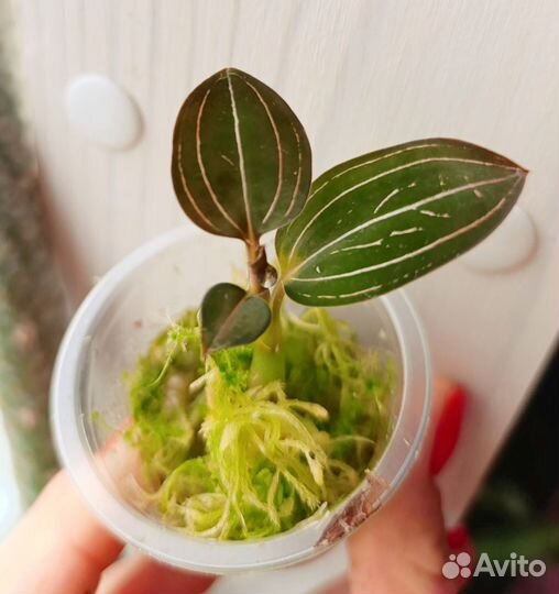 Драгоценная орхидея лудизия