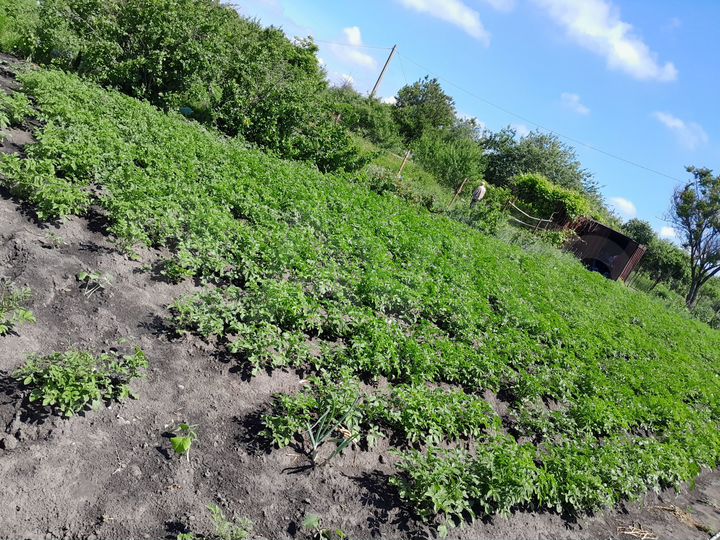 Участок 10 сот. (ИЖС)