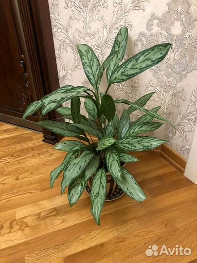 Диффенбахия цветы