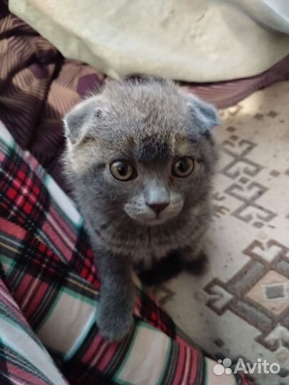 Шотландская вислоухий котёнок