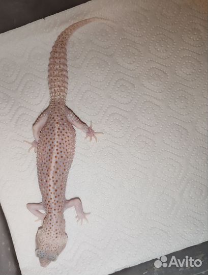 Самка эублефара Super Nova