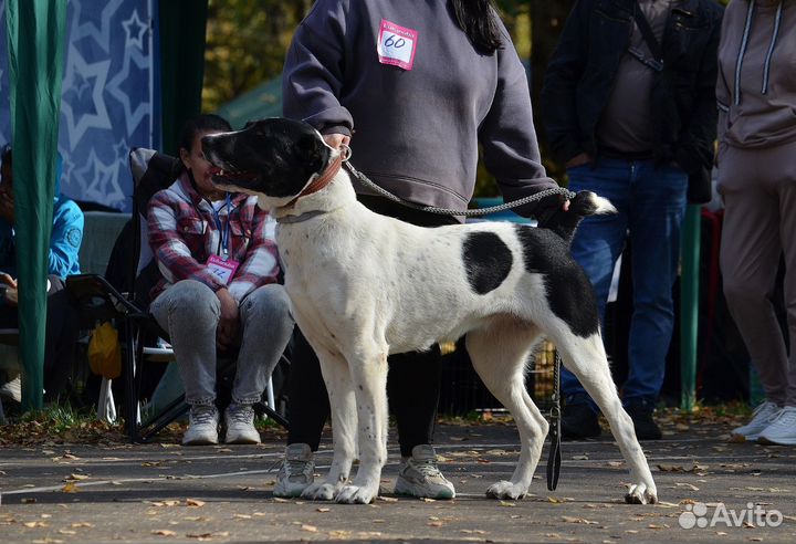 Среднеазиатская овчарка
