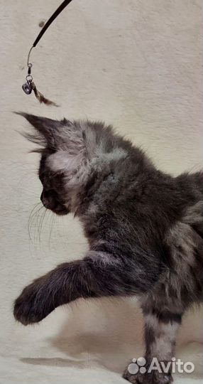 Котята мейн-кун