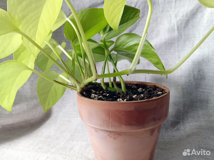 Сциндапсус неон в глиняном горшке