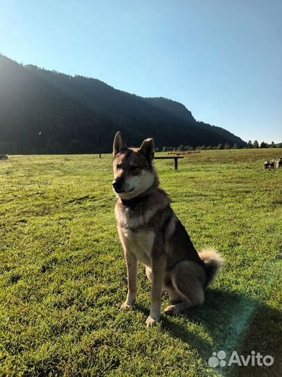 Продам собаку зсл. Подробности по телефону