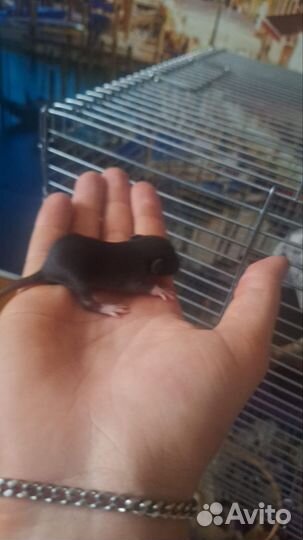 Крысята дамбо