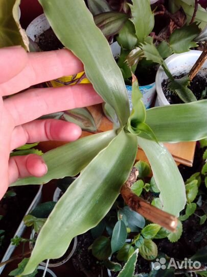 Золотой ус, каллизия, плектрантус