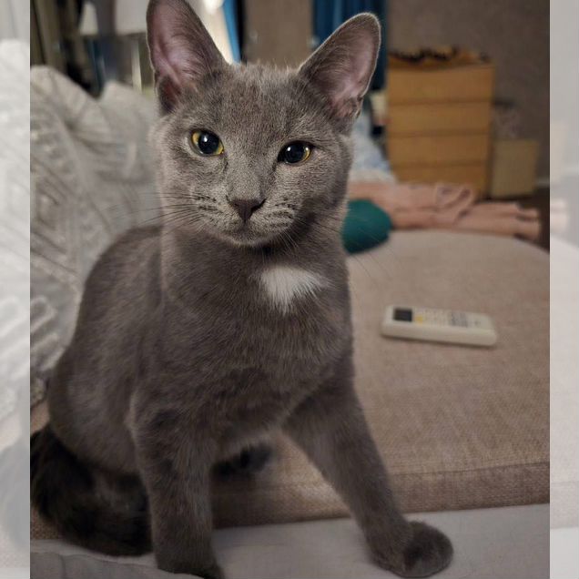 Котёнок в добрые руки