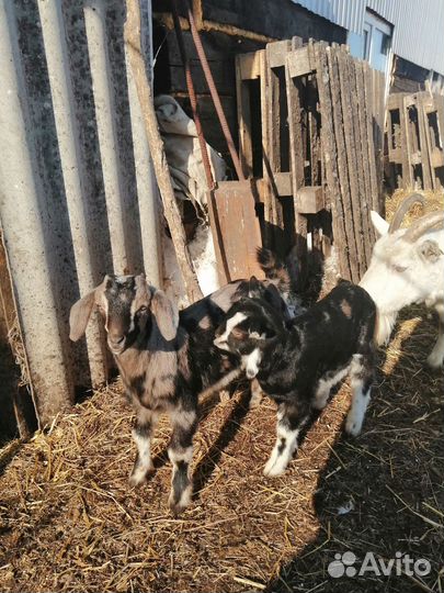 Козлята
