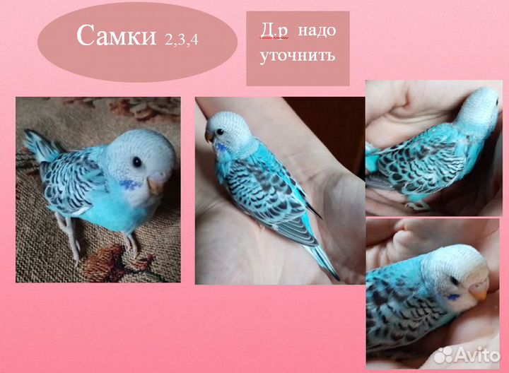 Самки волнистого попугая
