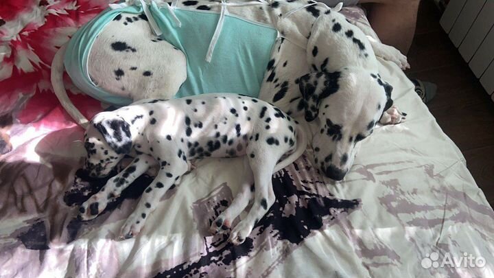Щенки далматина