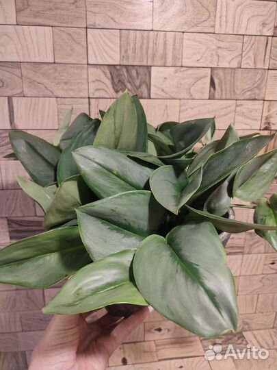 Сциндапсус мунлайт