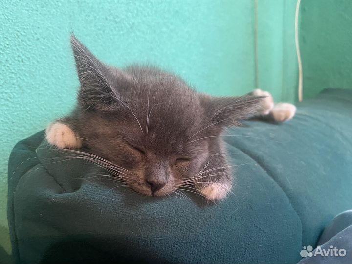 Британские котята