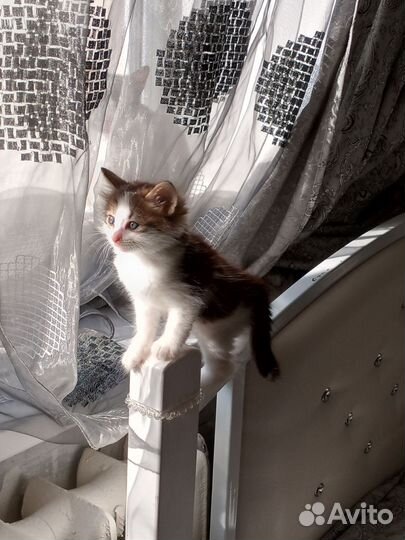 Милые, весёлые котята ищут хороших хозяев