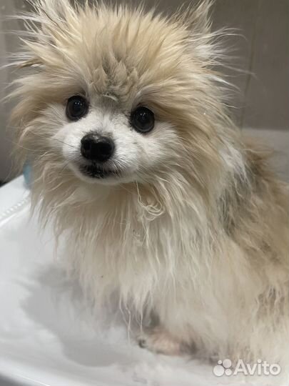 Немецкий шпиц 12 лет отдам