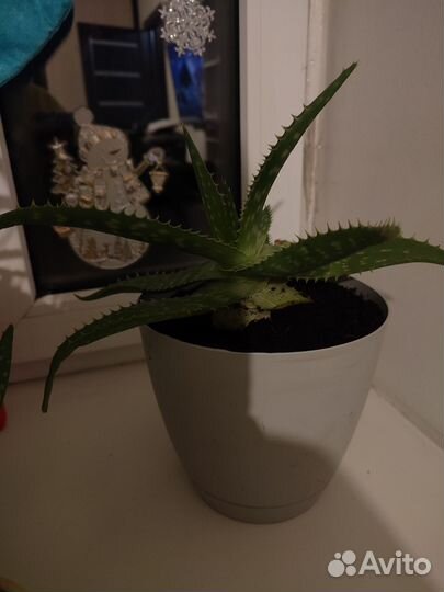 Комнатные цветы алоэ вера