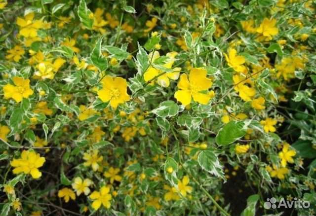 Многолетники