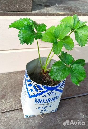 Рассада клубники саженцы усы