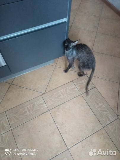 Кошечка