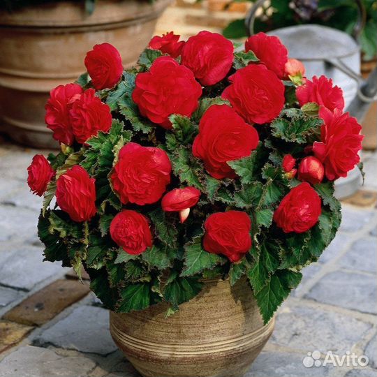 Бегония клубневая Нон стоп