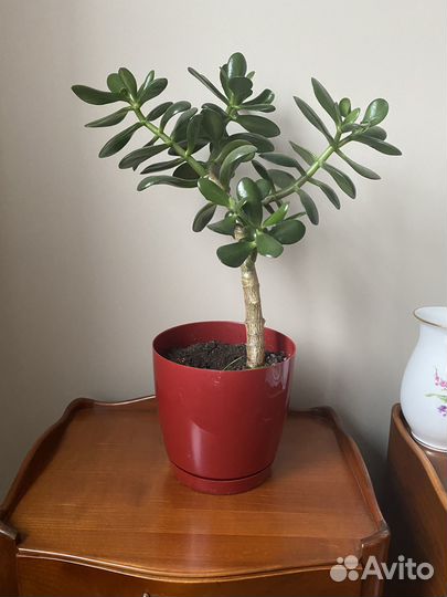 Толстянка - денежное дерево