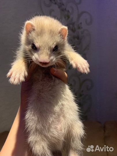 Щенки хорька