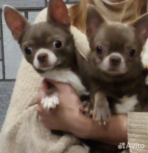 Вязка.Чихуахуа мини лиловые кобели