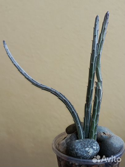 Суккуленты