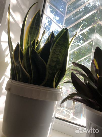 Комнатные растения цветы