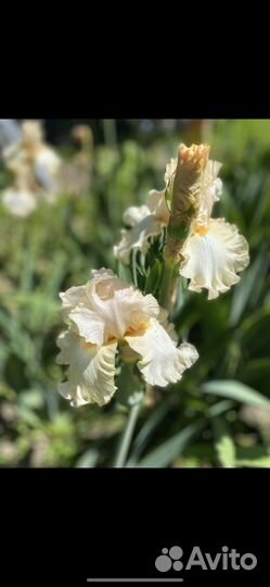 Многолетники растения