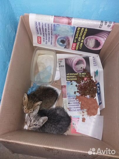 Котятам нужен дом и медицинская помощь