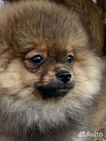 Щенок шпица