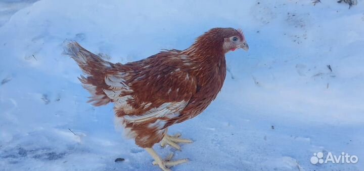 Куры Несушки