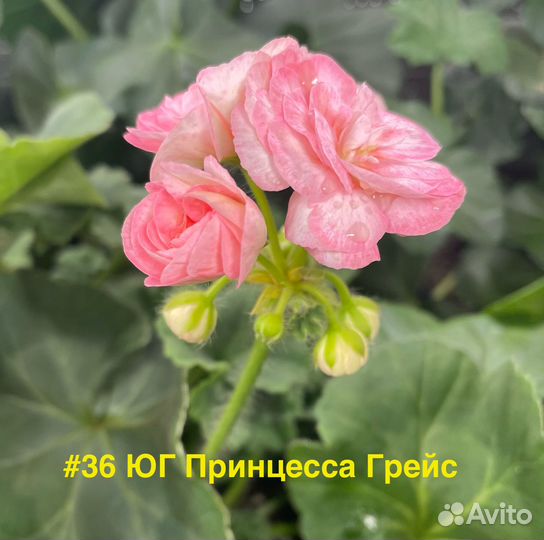 Пеларгонии розебудные, плющелистные