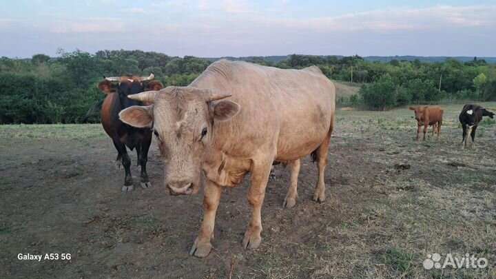 Продаётся бык на племя