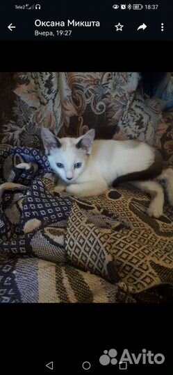 Кошка в дар бесплатно