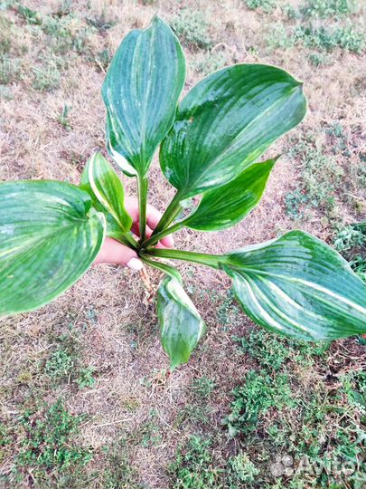 Коллекционные хосты