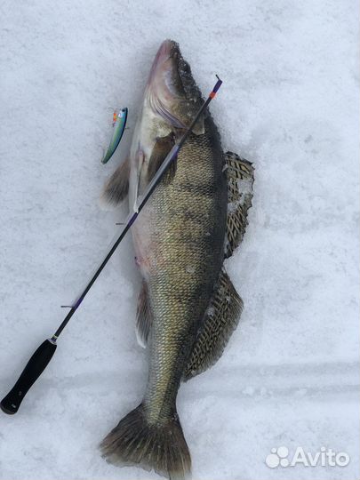 Рыбалка с Panoptix на Рыбинском Водохранилище