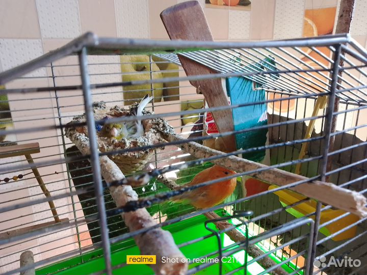 Канарейка и кенар