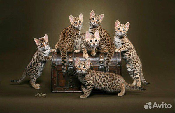 Помощь в выборе котенка любой породы и уход за ним